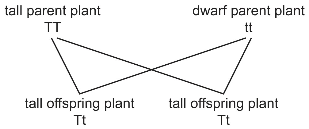 Figure for Question CAIE IGCSE Biology 17.4.6 Heterozygous As Having Two Different Questions question 1 — CAIE IGCSE Biology