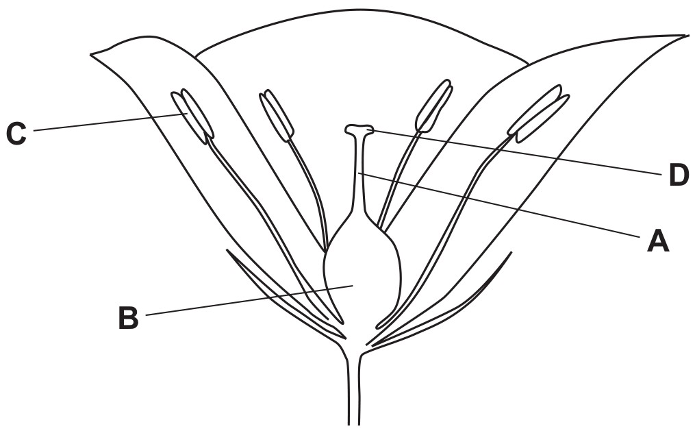 Figure for Question 2 — CAIE IGCSE Biology