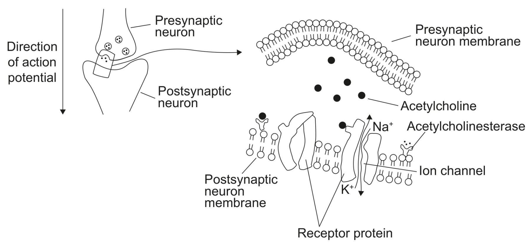 Figure for Question IB Biology HL C2.2.8 Hl Depolarization and Repolarization Questions question 1 — IB Biology HL