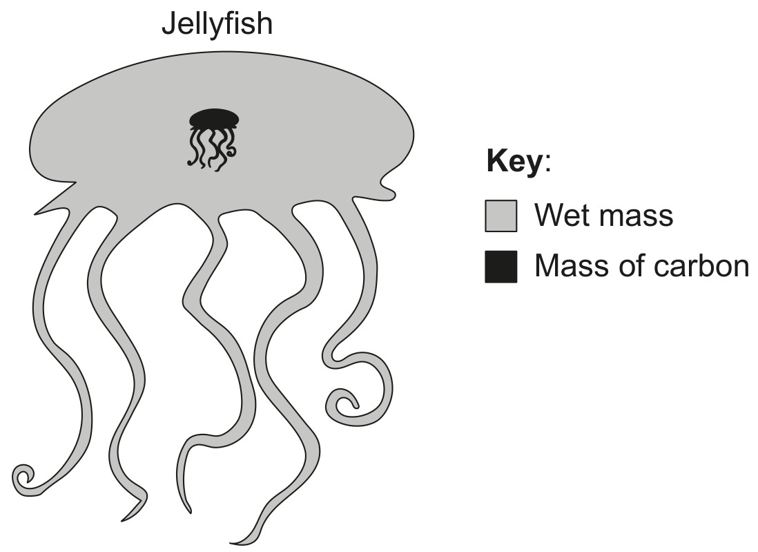 Figure for Question 1 — IB Biology HL