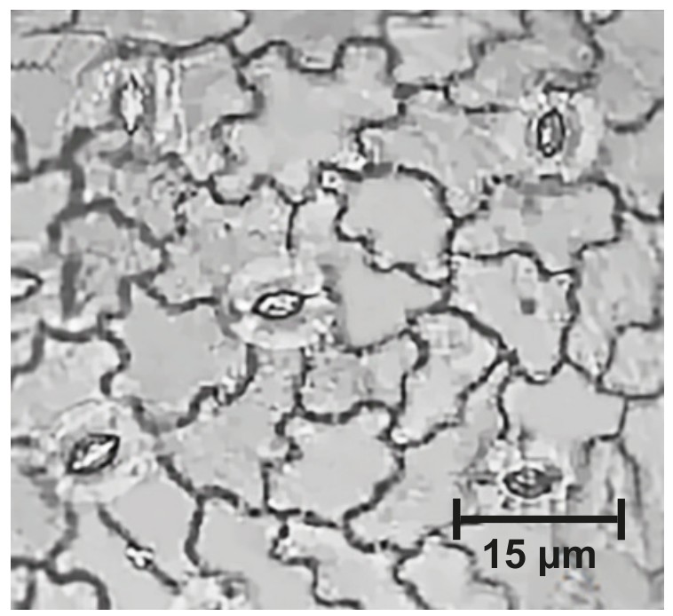 Figure for Question IB Biology HL B3.1.10 Stomatal Density Questions question 1 — IB Biology HL