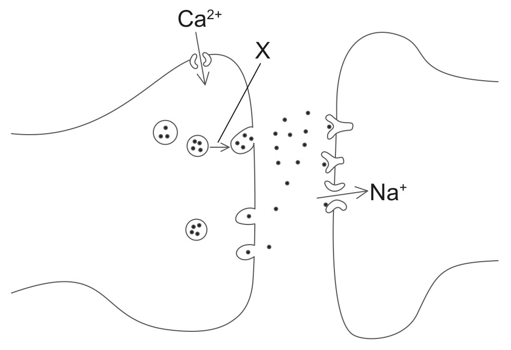 Figure for Question IB Biology HL C2.2.5 Synapses As Junctions Questions question 1 — IB Biology HL