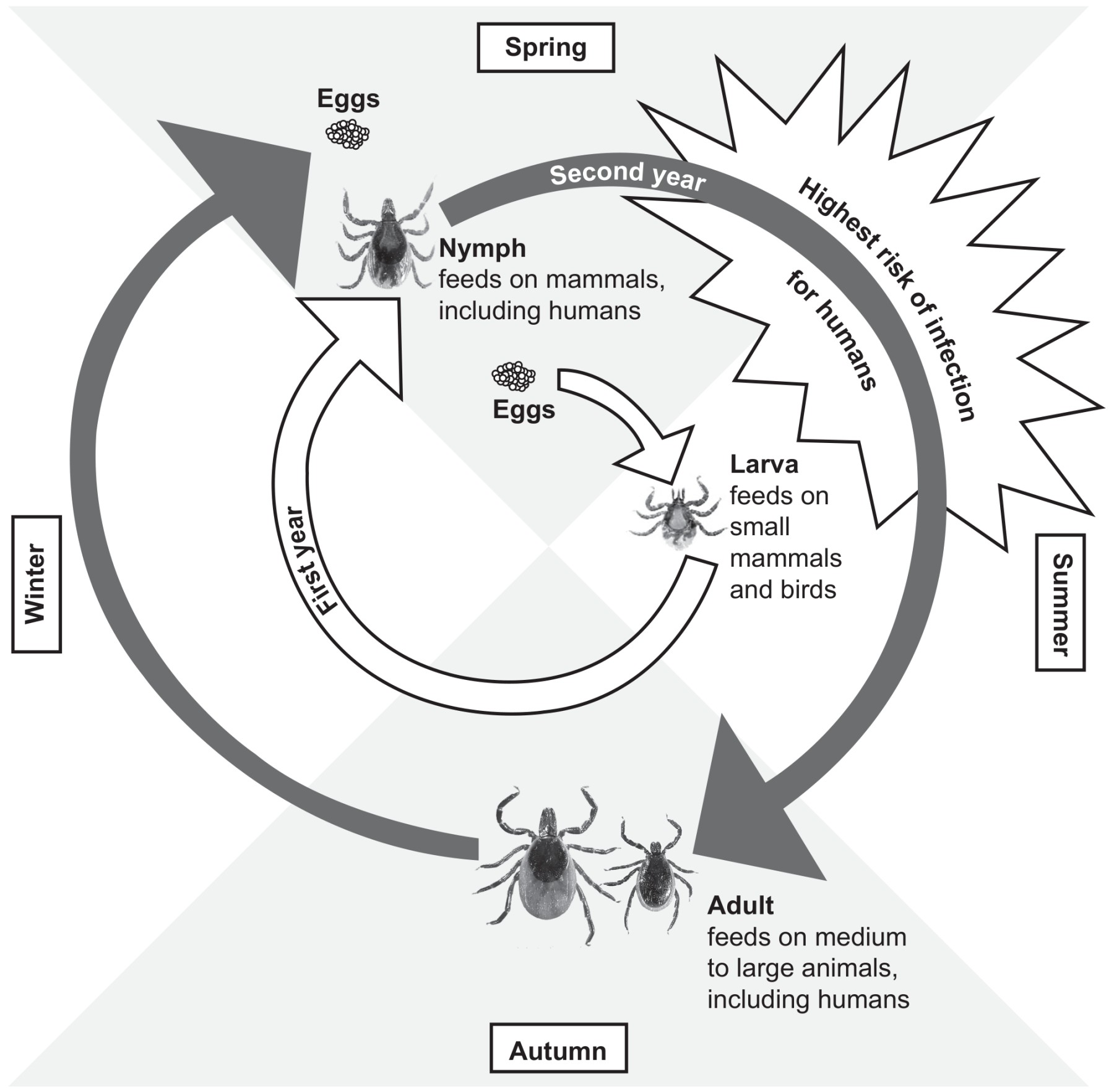 Figure for Question IB Biology HL A3.2.9 Hl Three Domains Classification Questions question 1 — IB Biology HL
