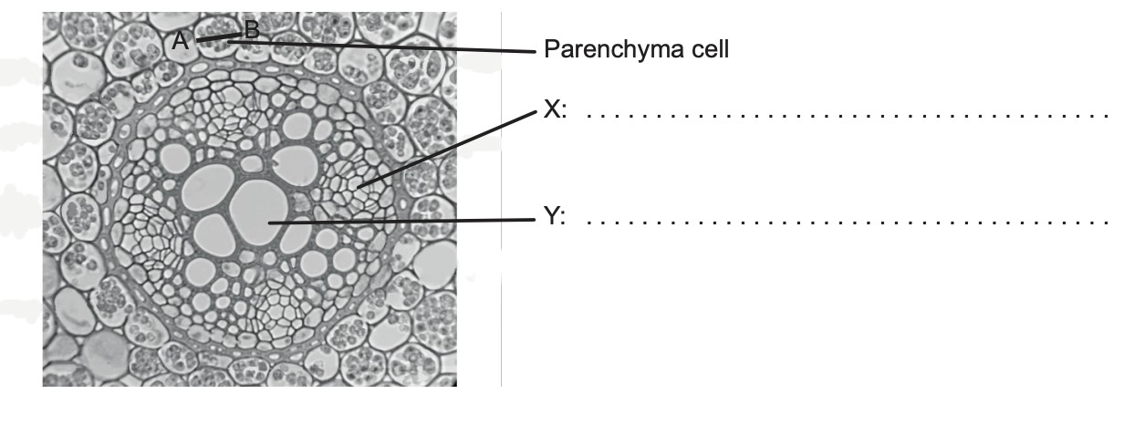 Figure for Question IB Biology HL B3.2.9 Stem Tissue Distribution Questions question 1 — IB Biology HL
