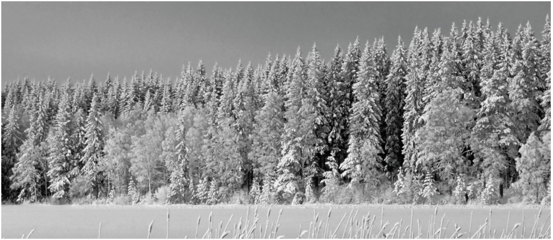 Figure for Question IB Biology HL D4.3.3 Boreal Forest Tipping Point Questions question 1 — IB Biology HL