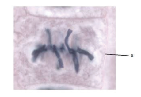 Figure for Question IB Biology HL C1.1.10 Effect of Enzymes on Activation Energy Questions question 1 — IB Biology HL