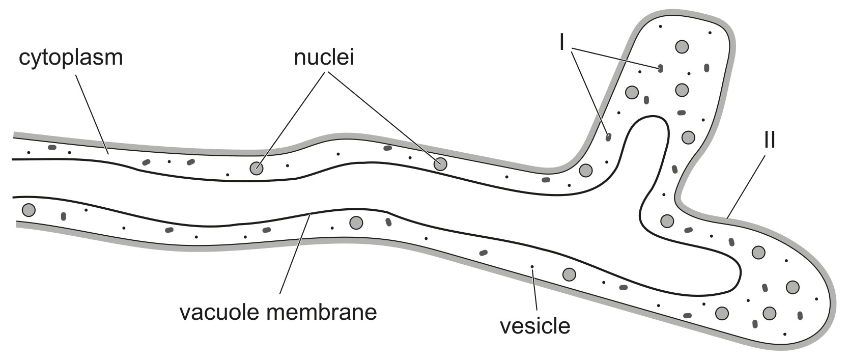 Figure for Question IB Biology SL A2.2.9 Atypical Cell Structure Questions question 1 — IB Biology SL