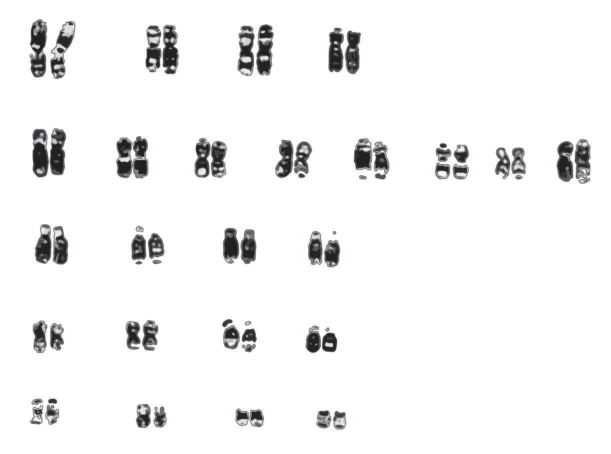 Figure for Question IB Biology SL A3.1.6 Diversity in Chromosome Numbers Questions question 1 — IB Biology SL