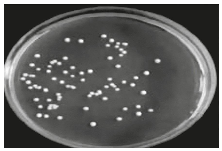 Figure for Question IB Biology SL D2.1.3 Equal and Unequal Cytokinesis Questions question 1 — IB Biology SL