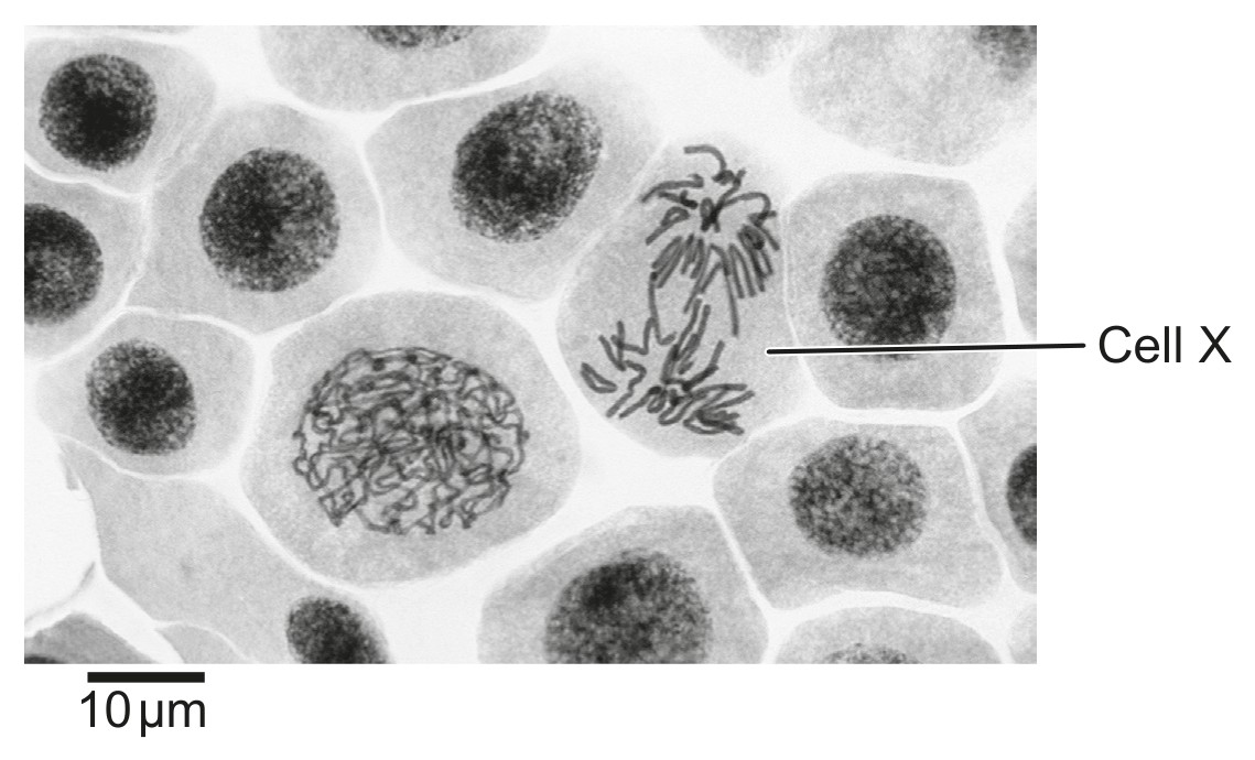 Figure for Question IB Biology SL D3.1.10 Promoting Cross Pollination Questions question 1 — IB Biology SL