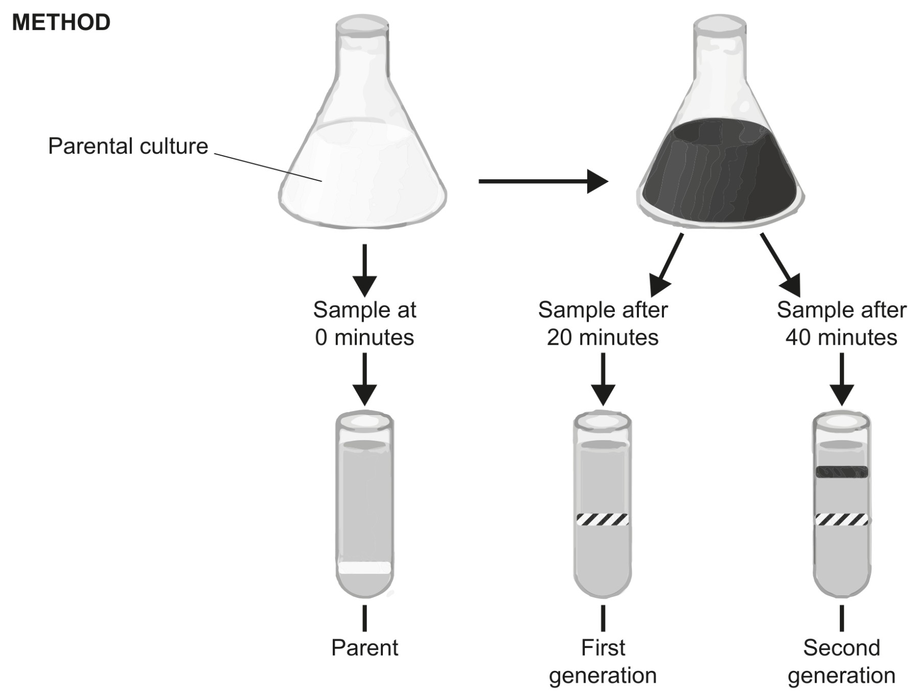 Figure for Question 2 — IB Biology SL