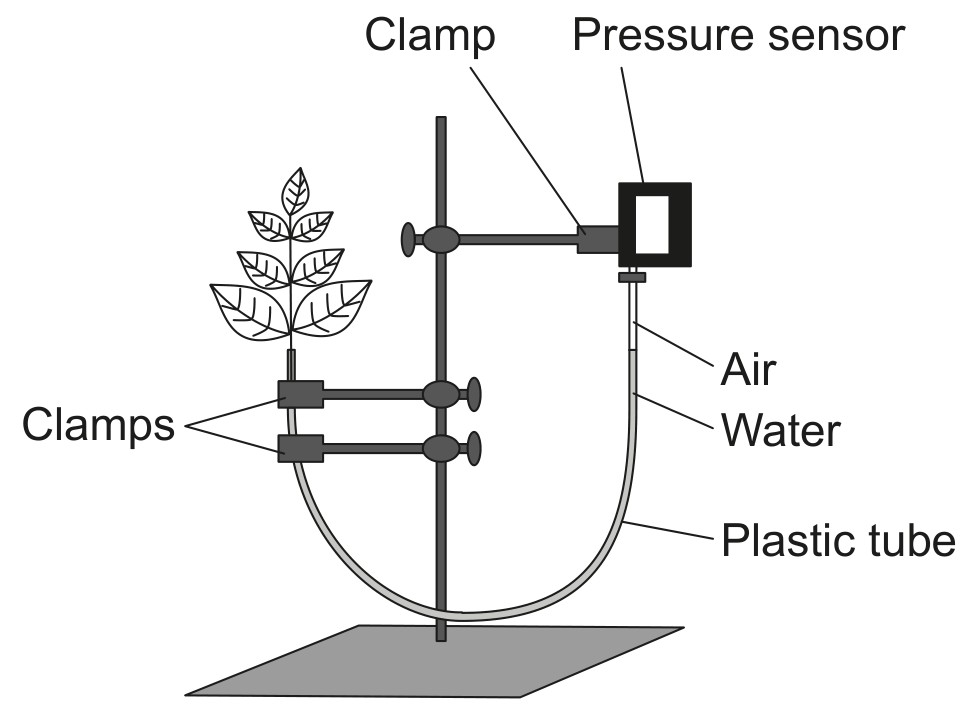Figure for Question IB Biology HL B3.2.7 Water Transport in Plants Questions question 1 — IB Biology HL