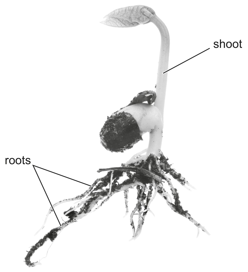 Figure for Question IB Biology HL B3.2.17 Hl Root Pressure Generation Questions question 1 — IB Biology HL