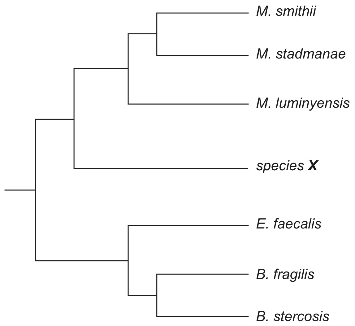 Figure for Question IB Biology HL A3.2.7 Hl Analysing Cladograms Questions question 1 — IB Biology HL