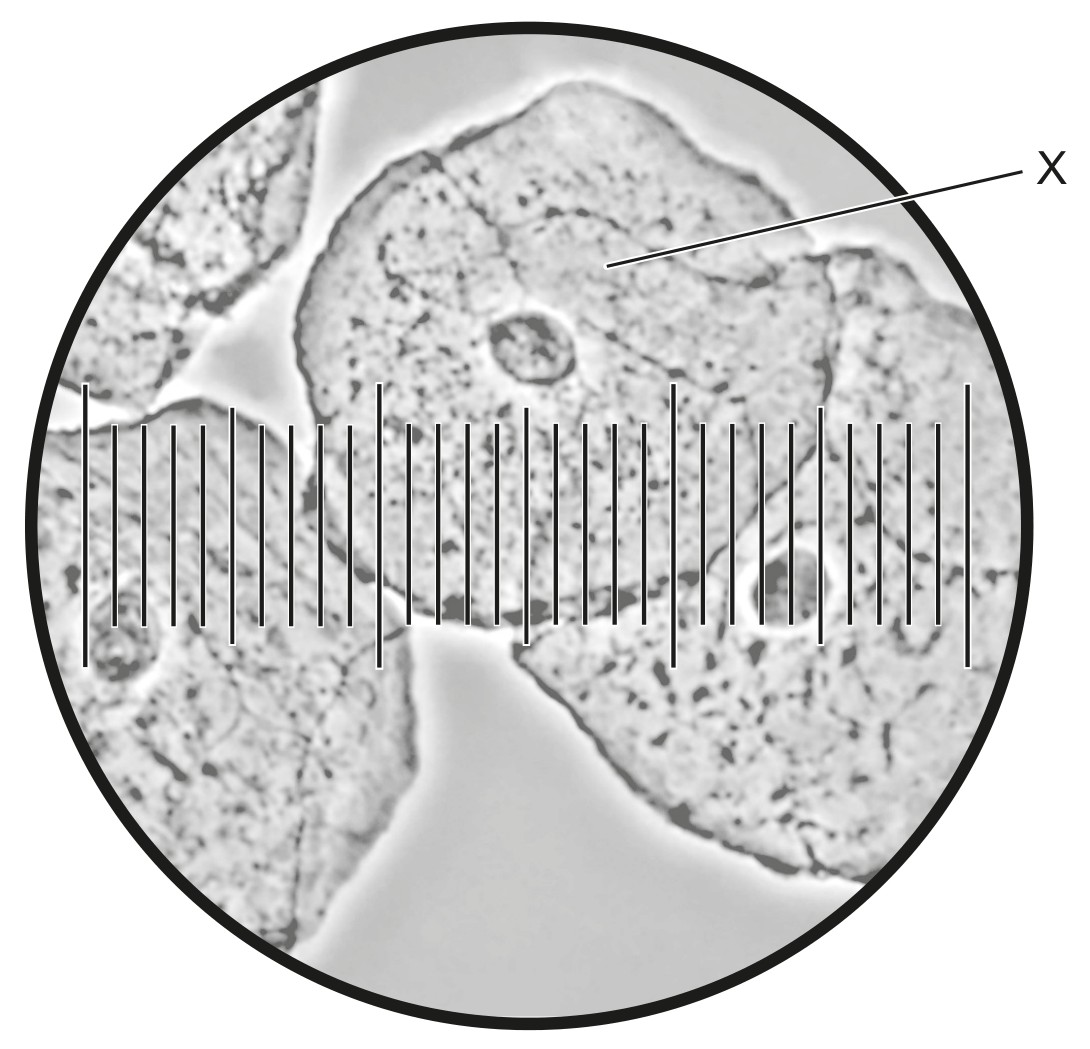 Figure for Question IB Biology HL A2.3.3 Hl Lytic Cycle Questions question 1 — IB Biology HL