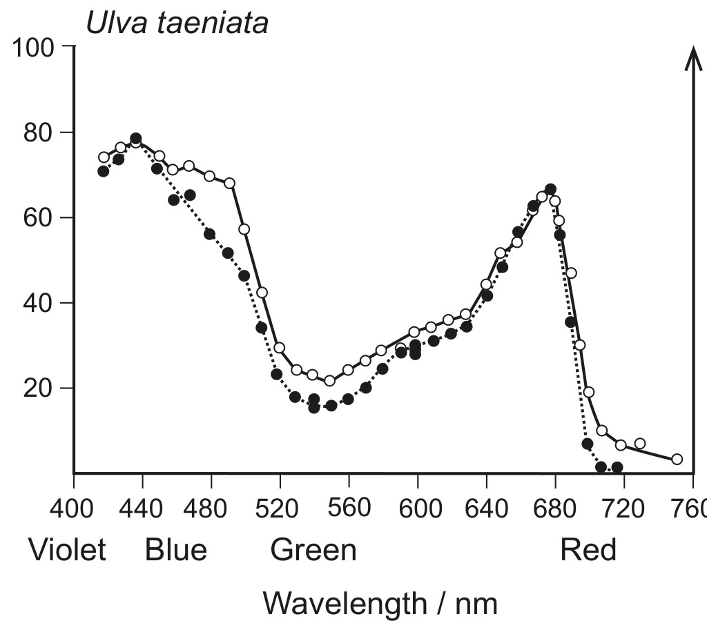 Figure for Question IB Biology HL C1.3.4 Photosynthetic Pigment Separation Questions question 1 — IB Biology HL