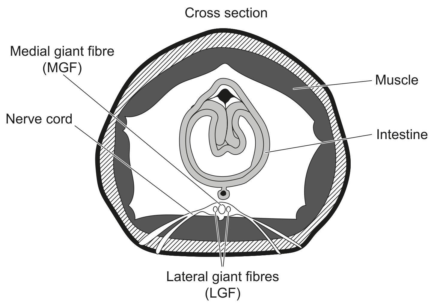 Figure for Question IB Biology HL C2.2.10 Hl Oscilloscope Traces Questions question 1 — IB Biology HL