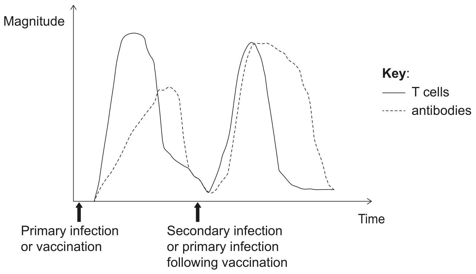 Figure for Question IB Biology HL C3.2.4 Innate Vs Adaptive Immune System Questions question 1 — IB Biology HL