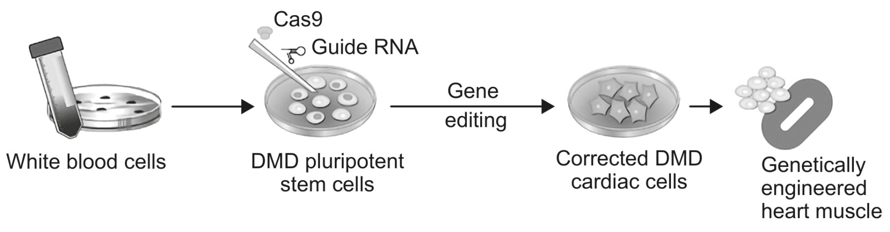 Figure for Question IB Biology HL D1.3.1 Gene Mutations Questions question 1 — IB Biology HL