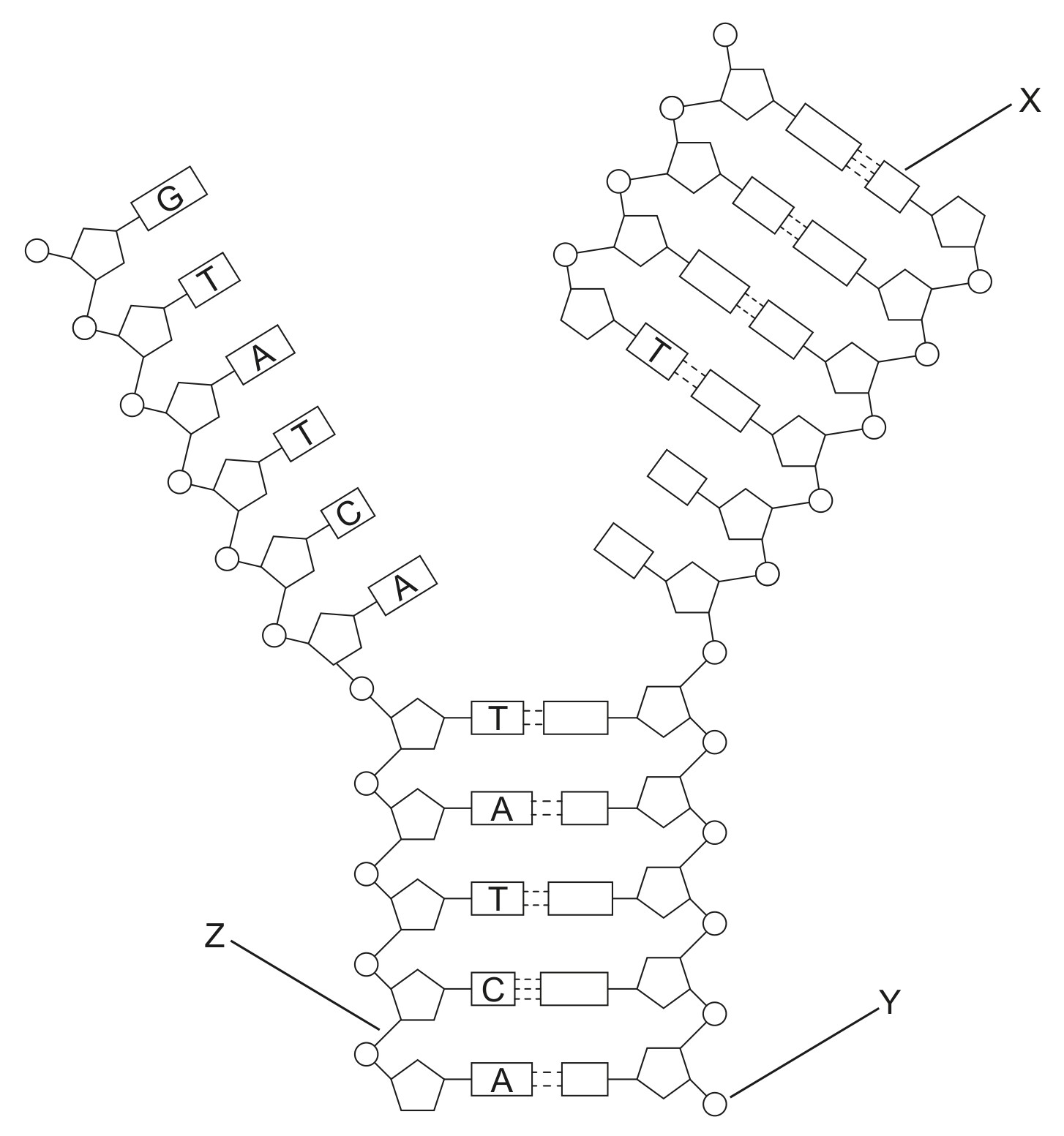 Figure for Question IB Biology HL A1.2.11 Hl Directionality of Rna and Dna Questions question 1 — IB Biology HL