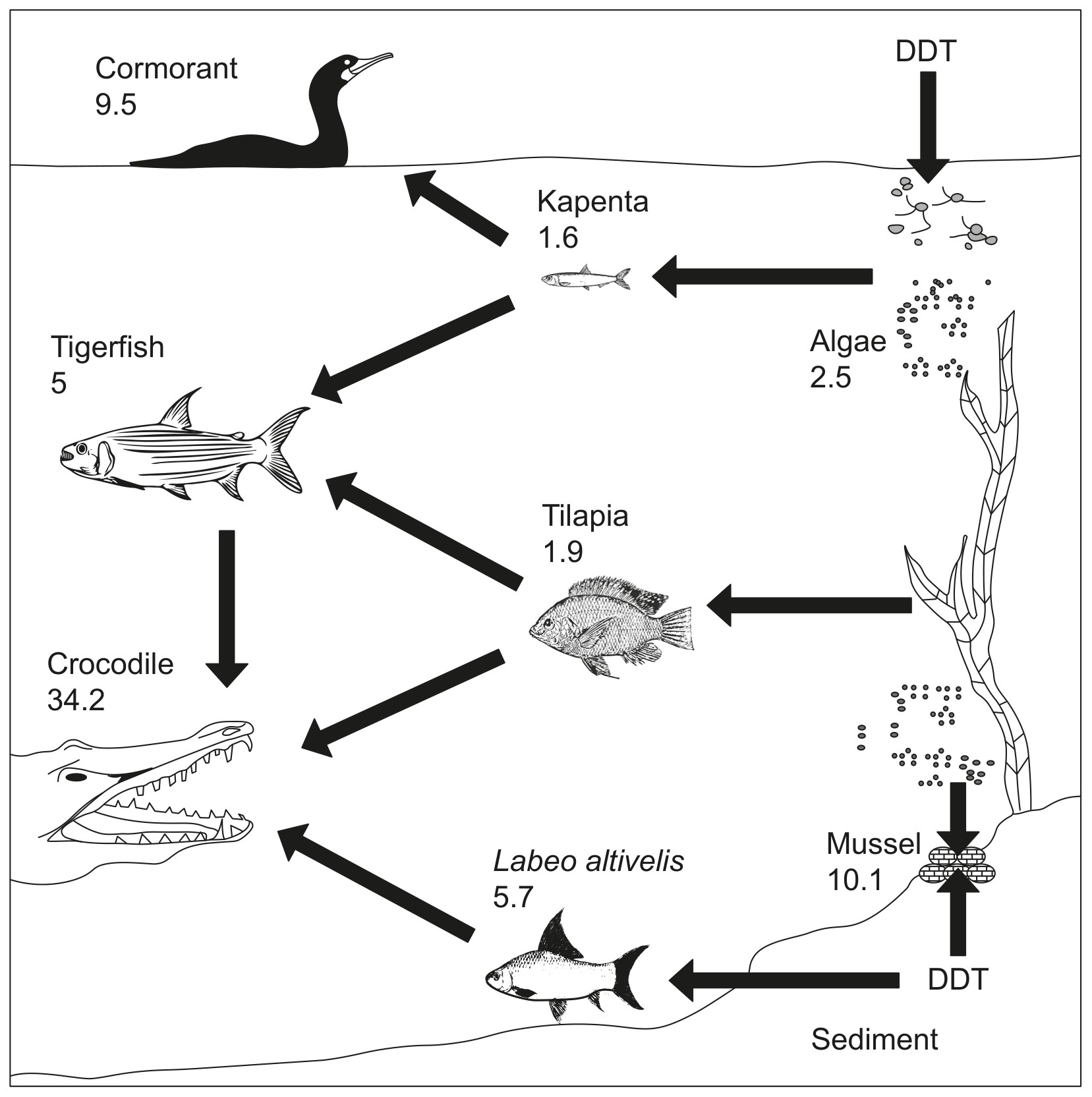 Figure for Question IB Biology HL D4.2.9 Biomagnification Questions question 1 — IB Biology HL