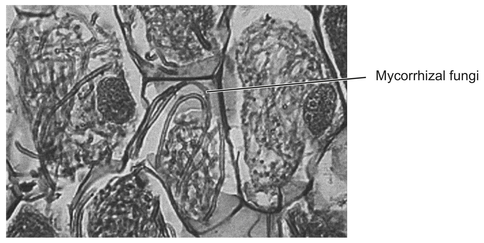 Figure for Question IB Biology HL C4.1.18 Allelopathy and Antibiotics Questions question 1 — IB Biology HL