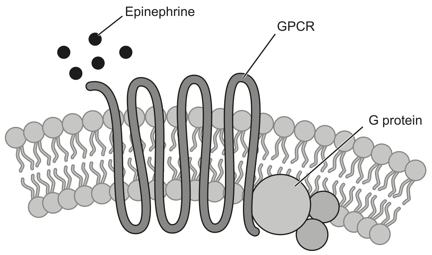Figure for Question IB Biology HL C2.1.10 Hl Epinephrine Adrenaline Mechanism Questions question 1 — IB Biology HL