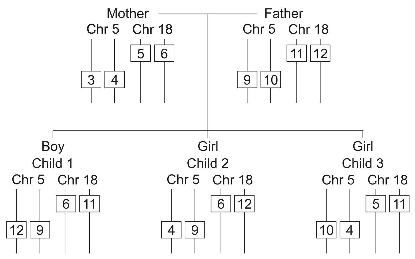 Figure for Question IB Biology HL D1.2.13 Hl Initiation of Transcription At Promoter Questions question 1 — IB Biology HL
