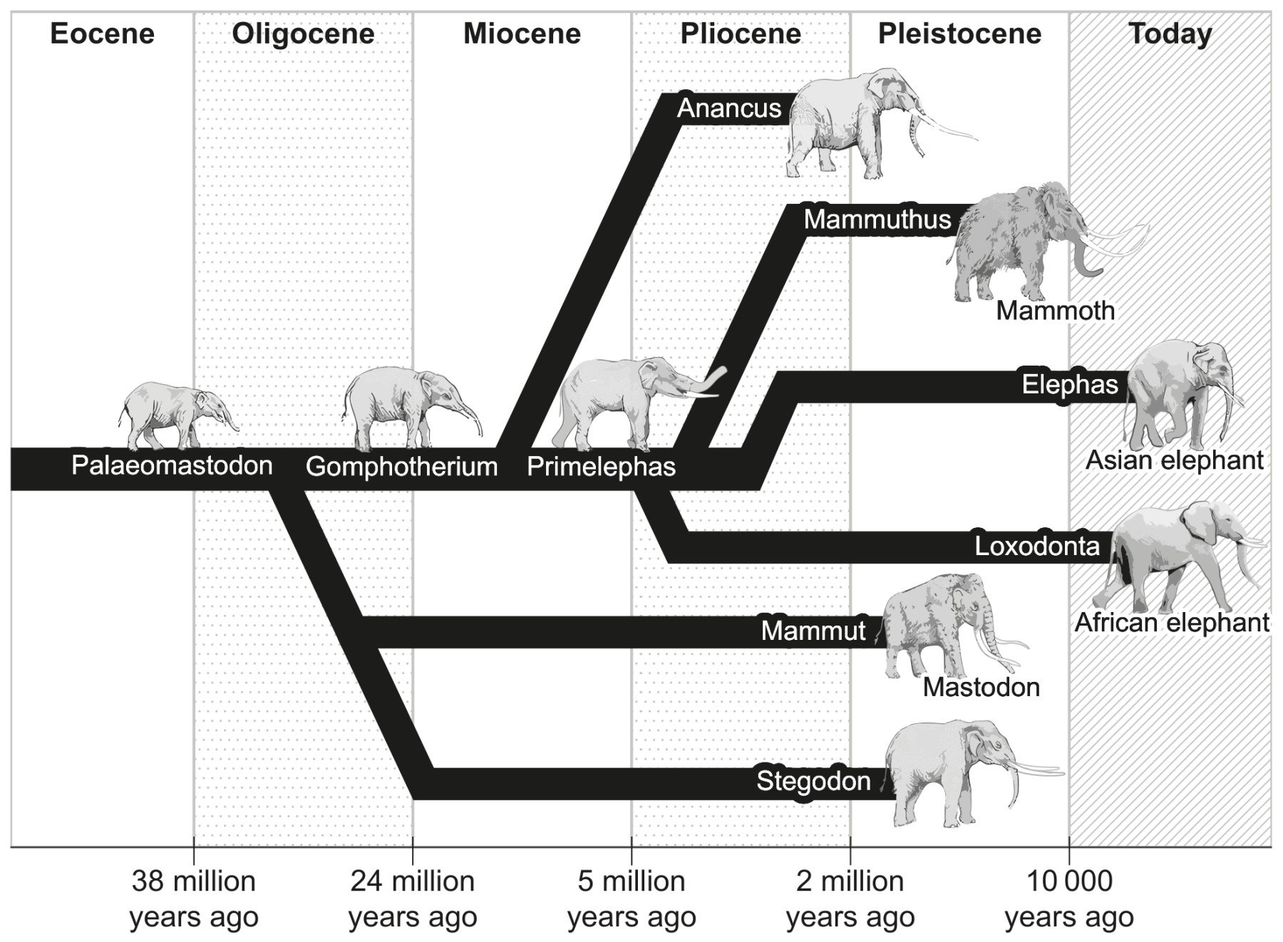 Figure for Question IB Biology HL A4.1.9 Hl Adaptive Radiation Questions question 1 — IB Biology HL