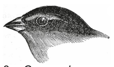 3. G. parvula