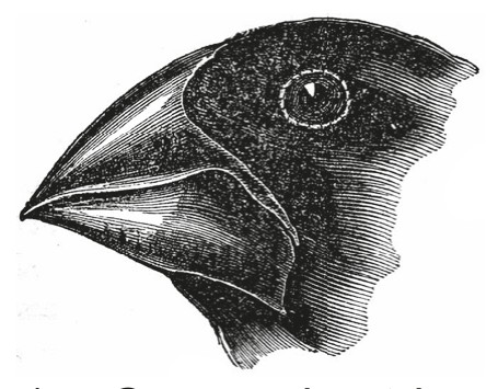 1. G. magnirostris
