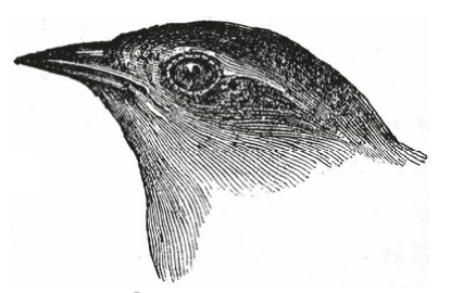 4. C. olivacea