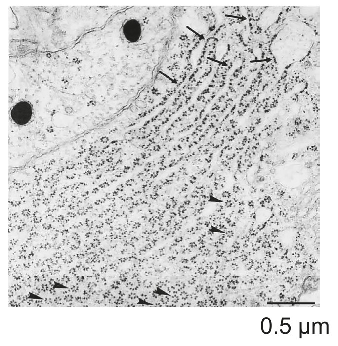 Figure for Question IB Biology HL D1.2.12 Hl Directionality Questions question 1 — IB Biology HL