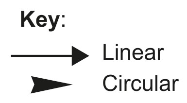 Figure for Question IB Biology HL D1.2.12 Hl Directionality Questions question 1 — IB Biology HL