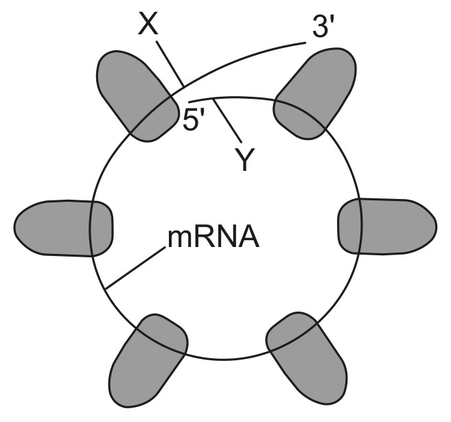 Figure for Question IB Biology HL D1.2.12 Hl Directionality Questions question 1 — IB Biology HL