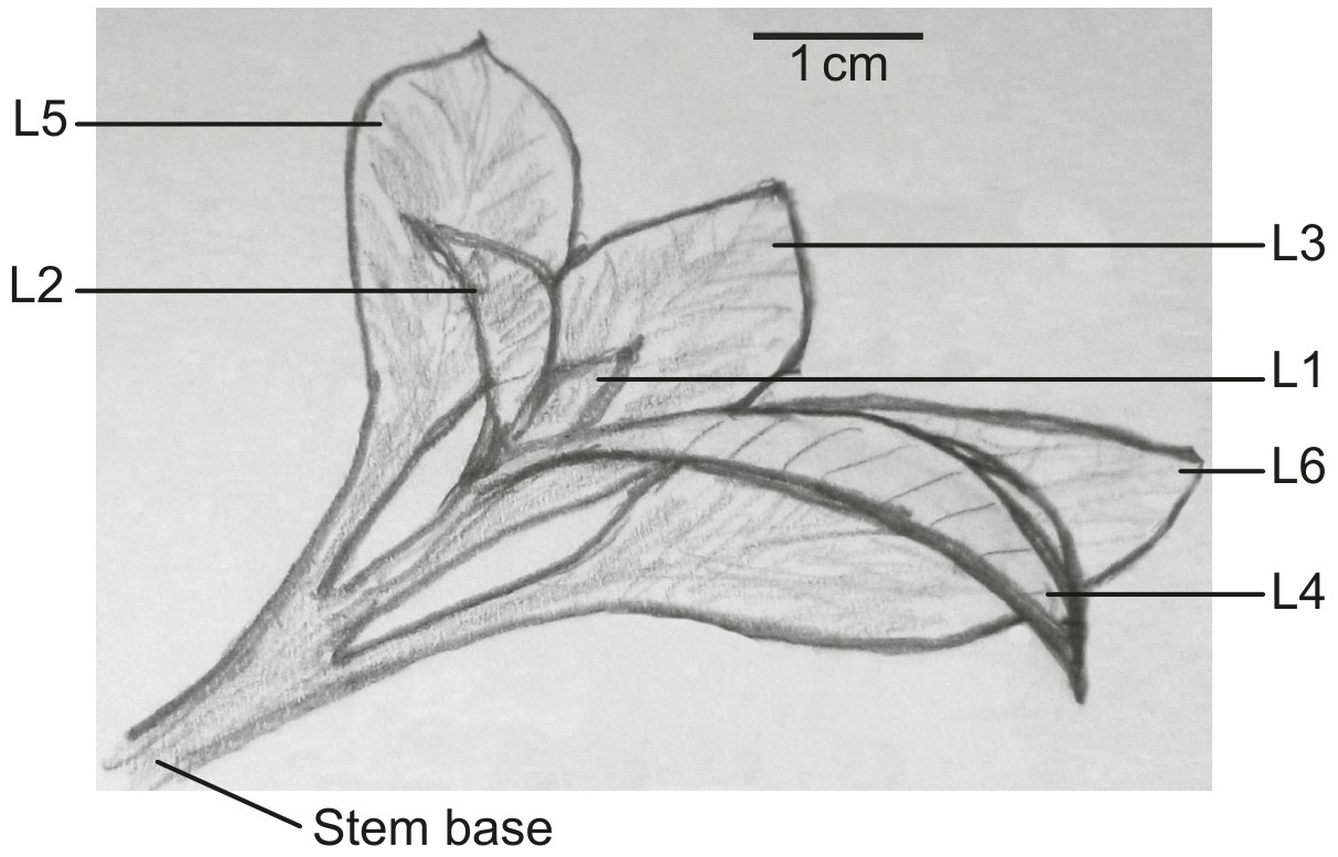 Figure for Question IB Biology HL C3.1.22 Hl Auxin and Cytokinin Interactions Questions question 1 — IB Biology HL