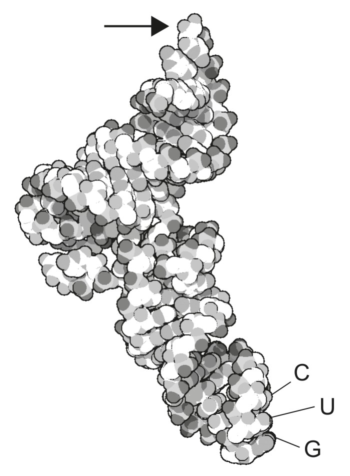 Figure for Question IB Biology HL D1.2.17 Hl Translation Initiation Questions question 1 — IB Biology HL