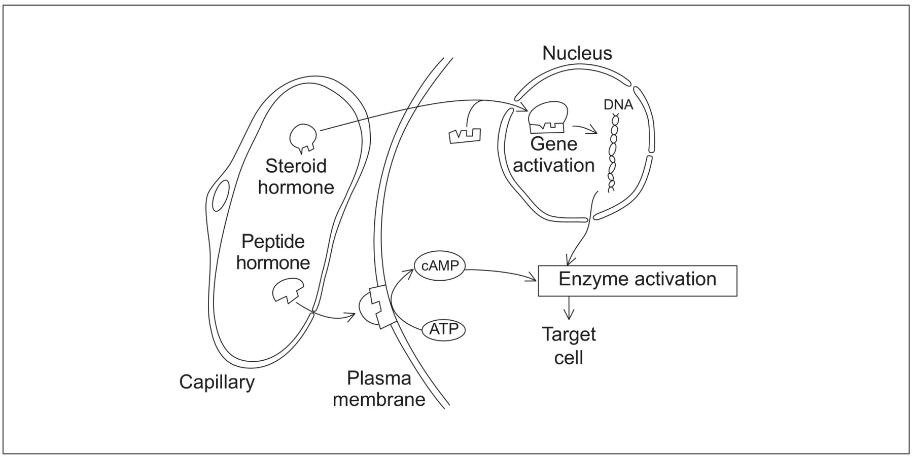 Figure for Question IB Biology HL C2.1.7 Hl Signal Transduction Pathways Questions question 1 — IB Biology HL