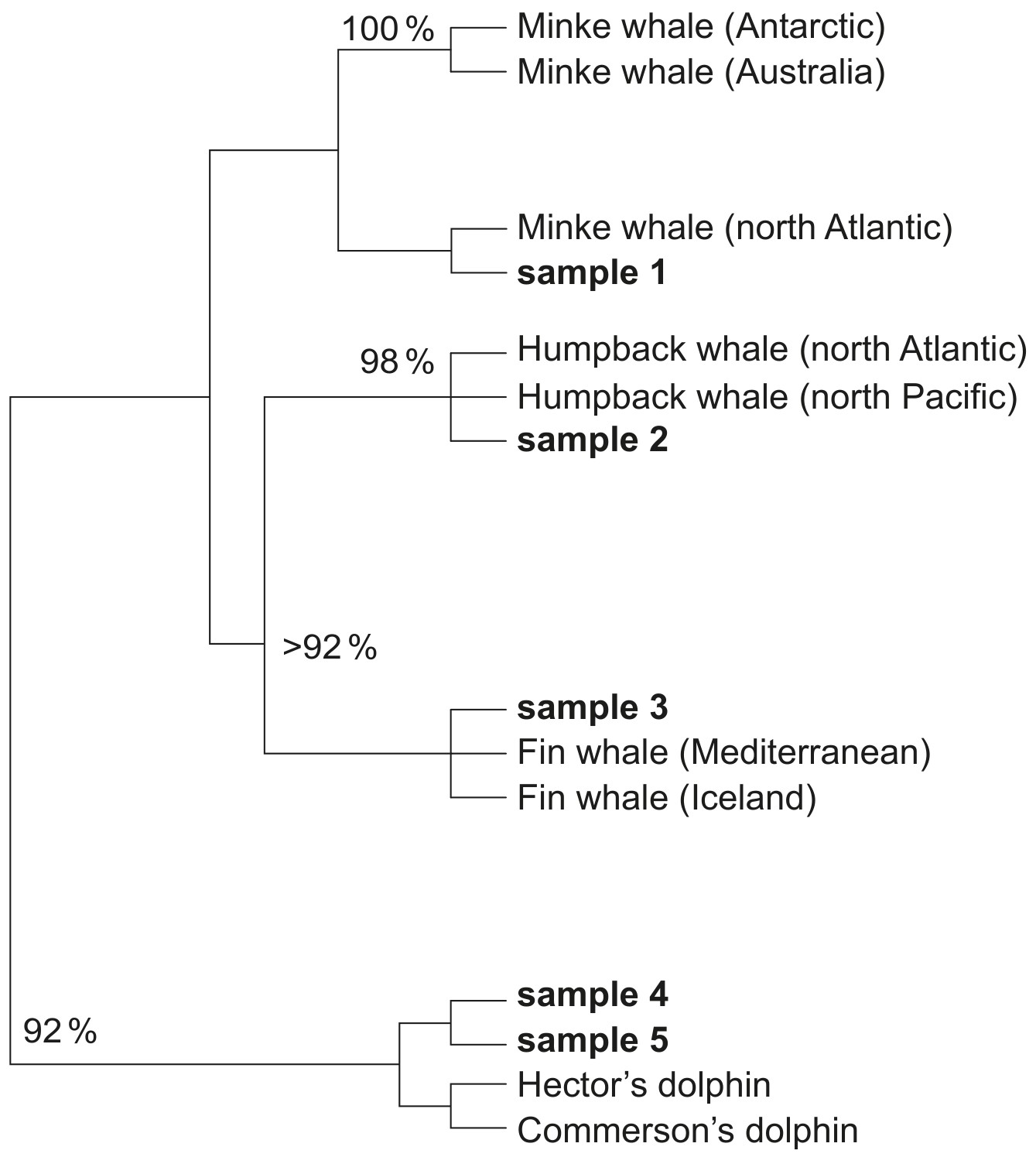 Figure for Question IB Biology HL A3.2.6 Hl Constructing Cladograms Questions question 1 — IB Biology HL