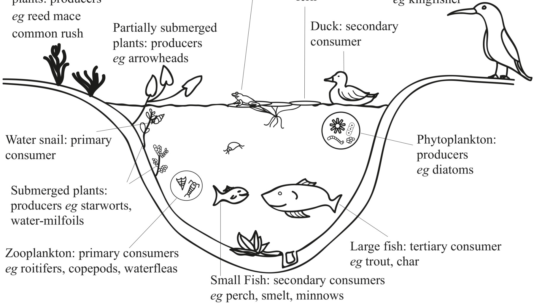 Figure: Example of a lake ecosystem