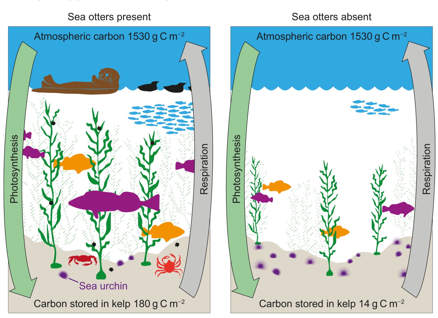 Figure 3(b): Kelp forest ecosystems with and without the presence of sea otters