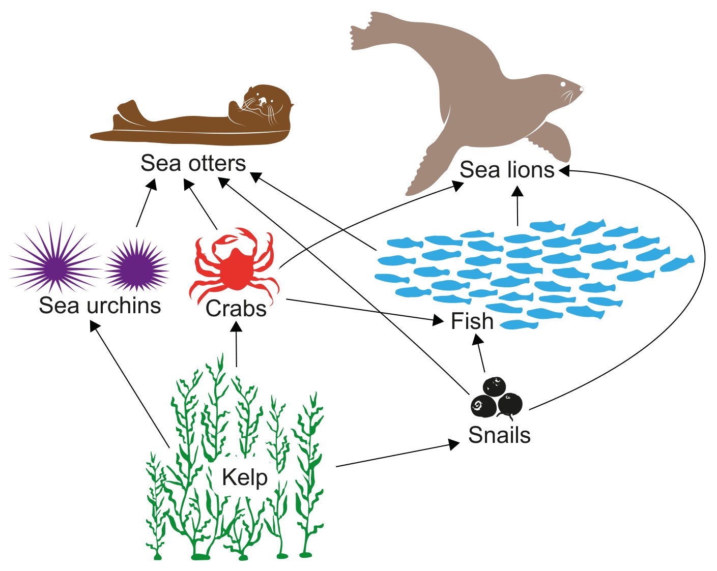Figure 3(a): A simplified food web in a kelp forest ecosystem