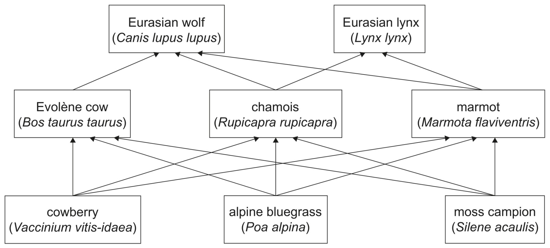 The Eurasian wolf food web