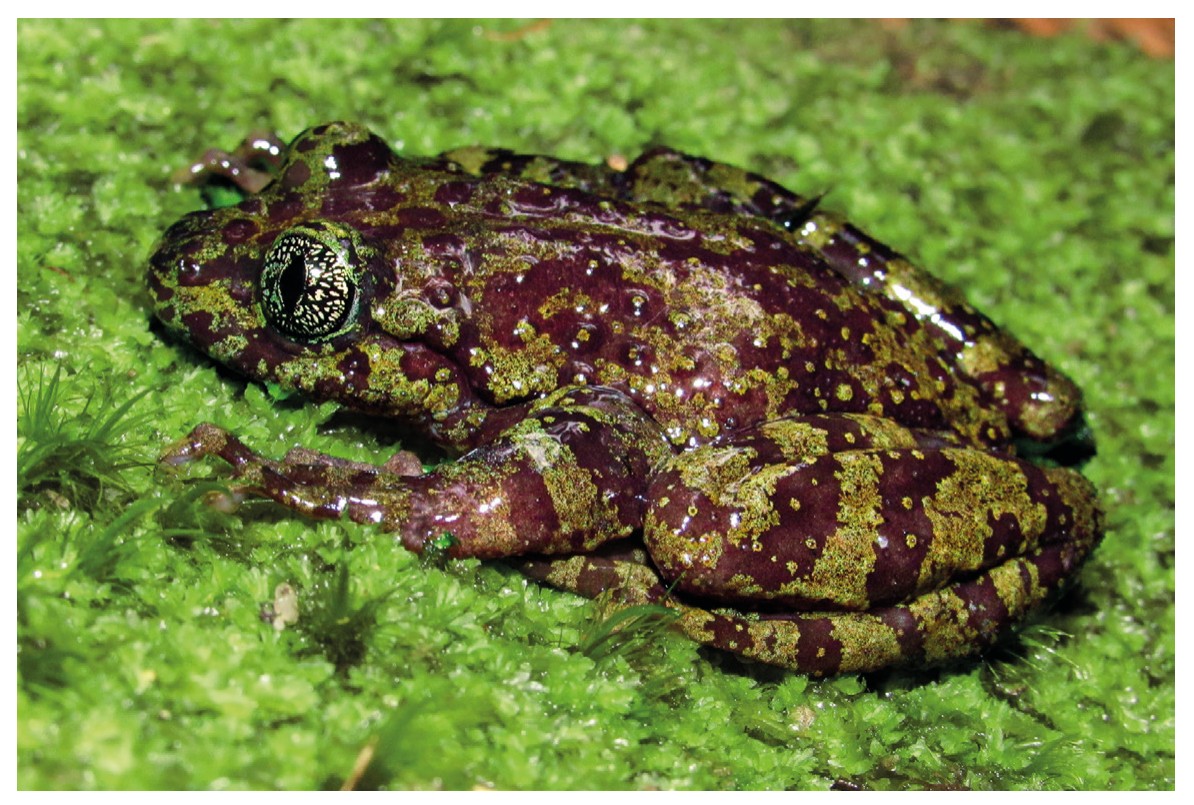 Figure Table Mountain ghost frog
