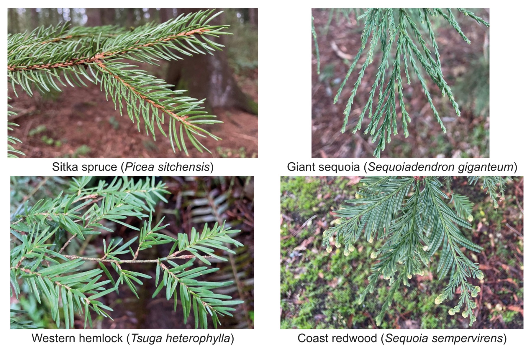 Some trees found in the forests of California