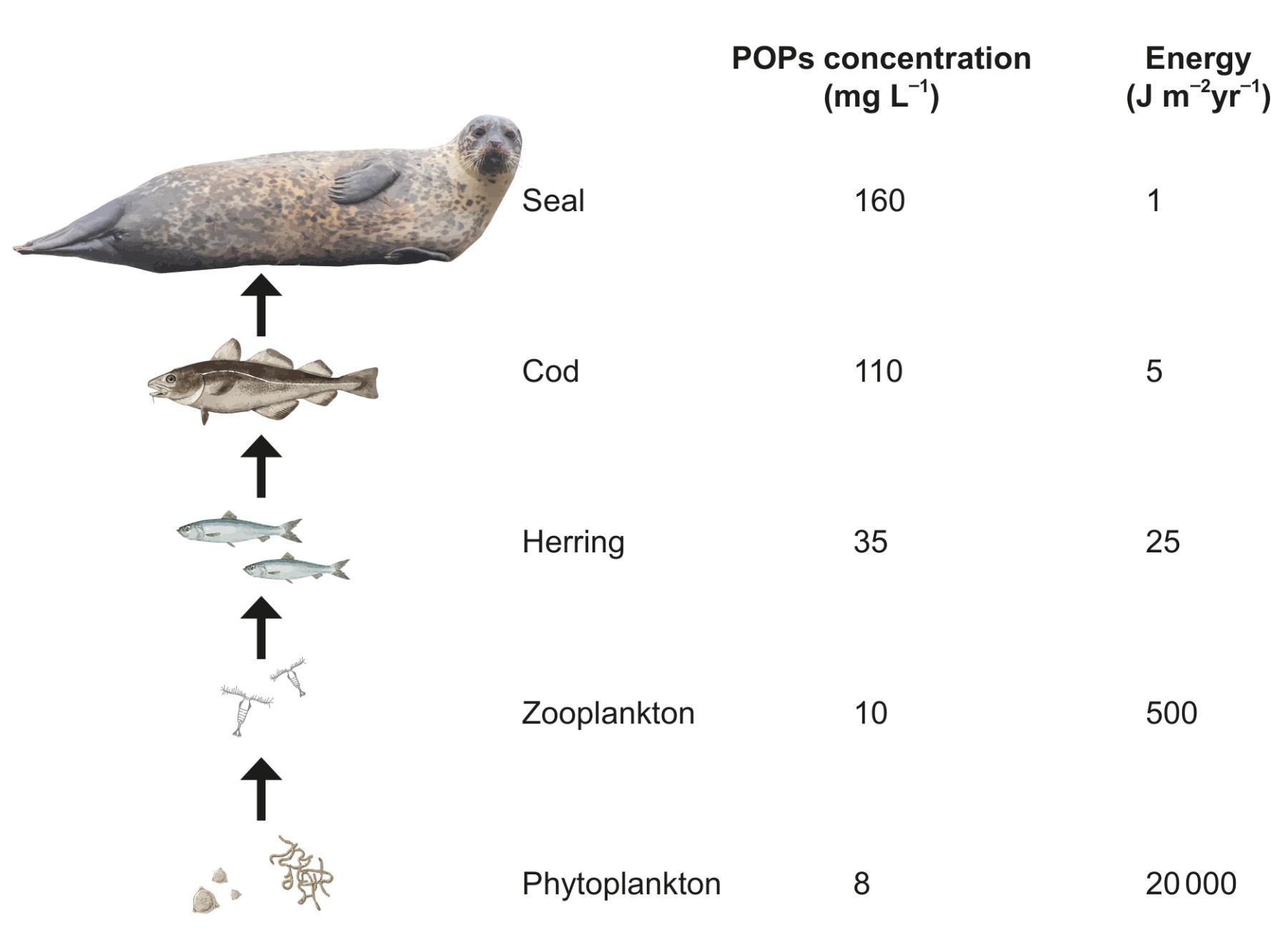 Figure 1: A sample food chain from a marine ecosystem to show the concentration of persistent organic pollutants (POPs) and the energy within each trophic level