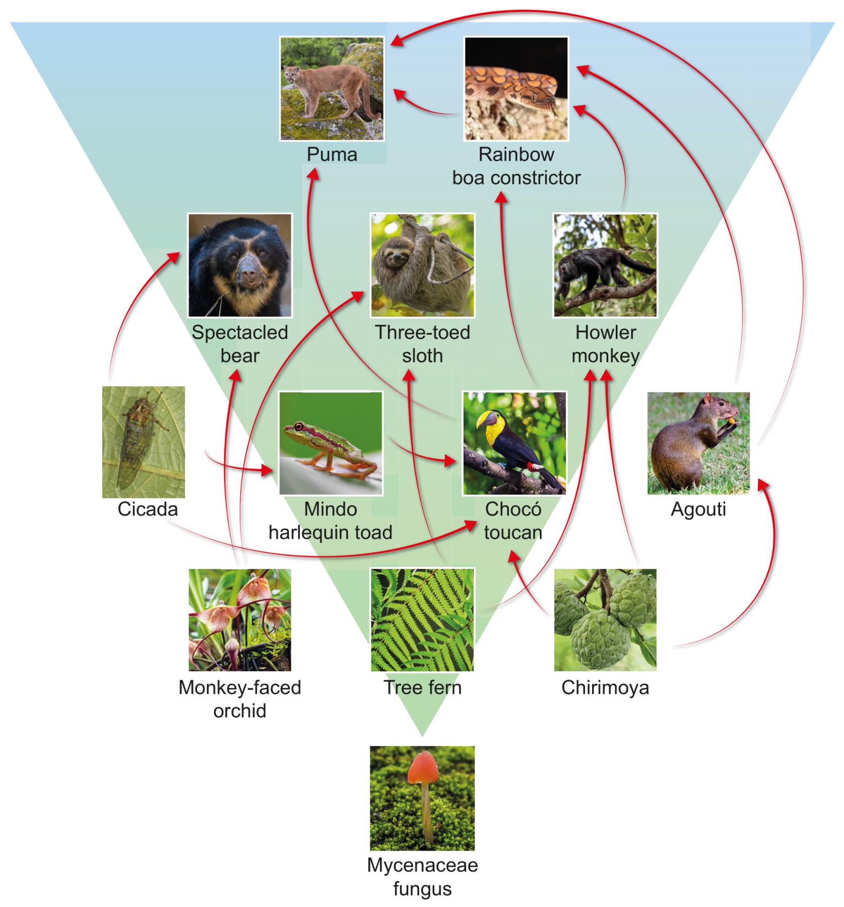 Figure 10(b): Simplified food web for Mindo cloud forest