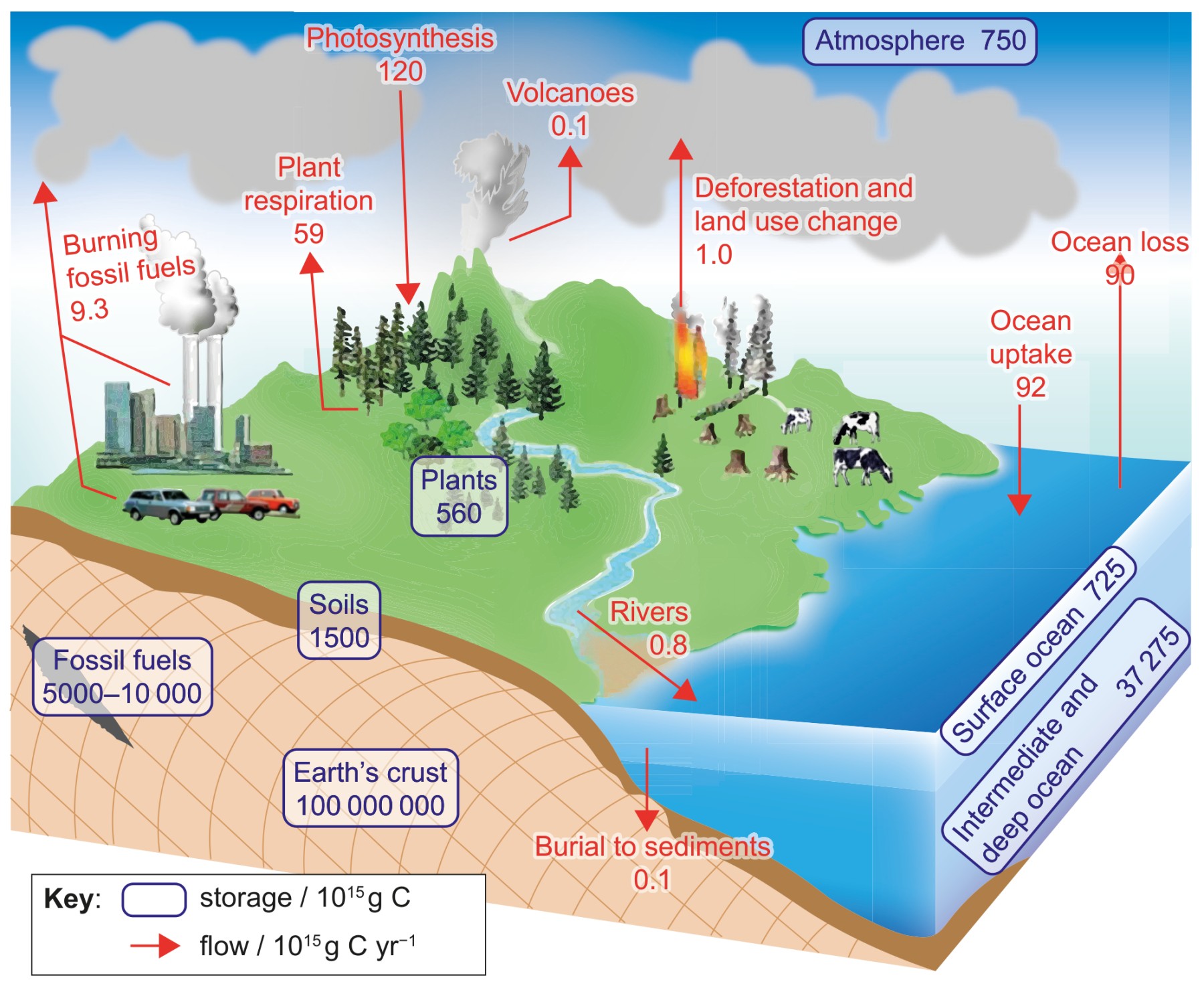 Figure 1: Carbon cycle