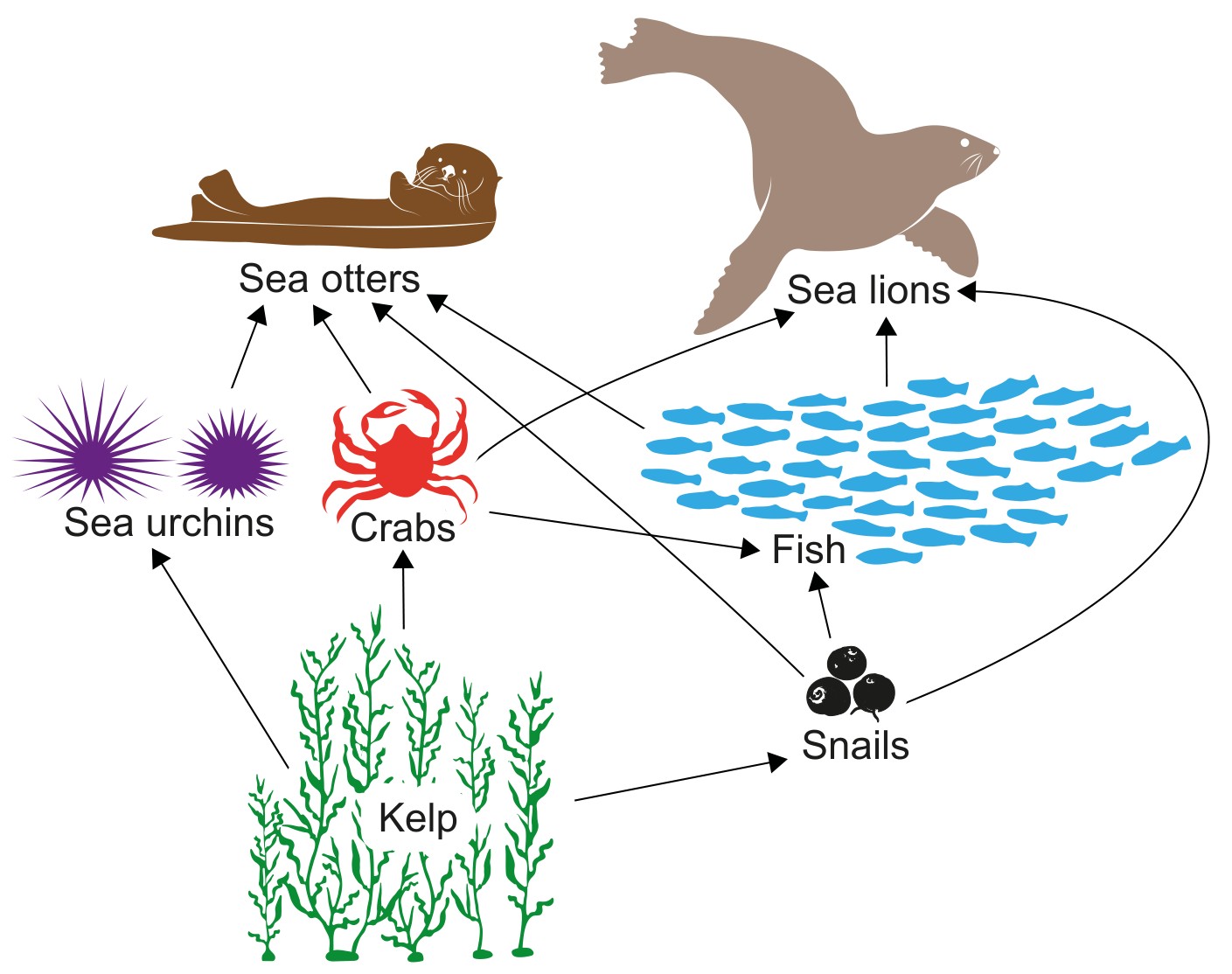 Figure A simplified food web in a kelp forest ecosystem