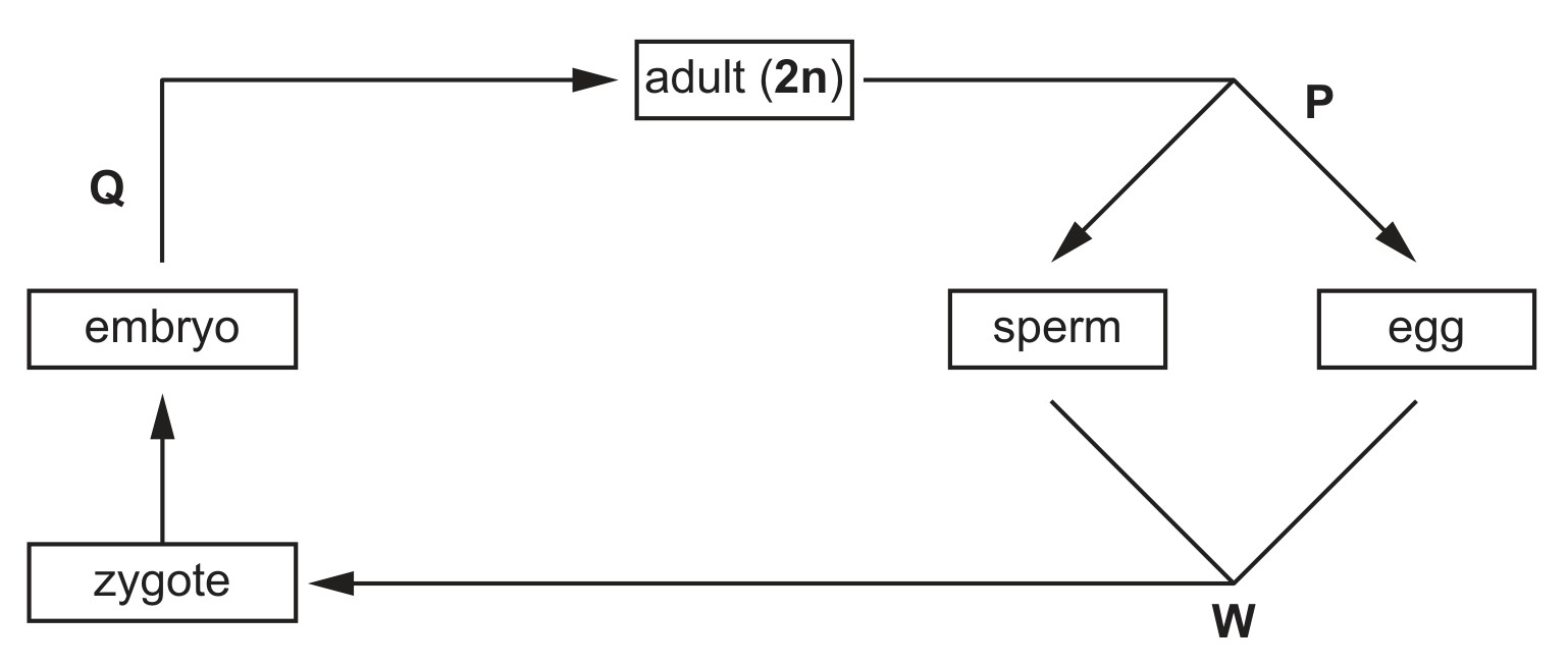 Figure for Question 5 — CAIE IGCSE Biology